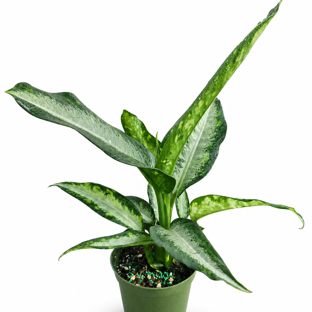 Dieffenbachia 'Panther' - 4"