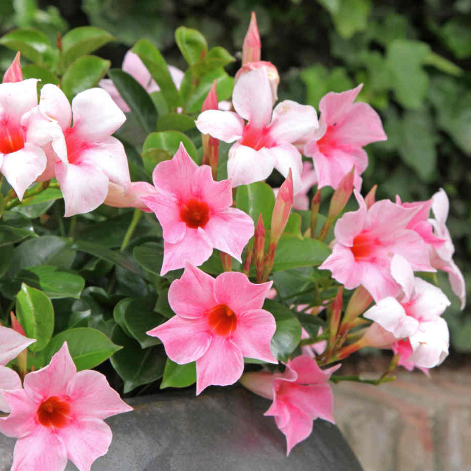 Diplanenia - 5" (light pink)
