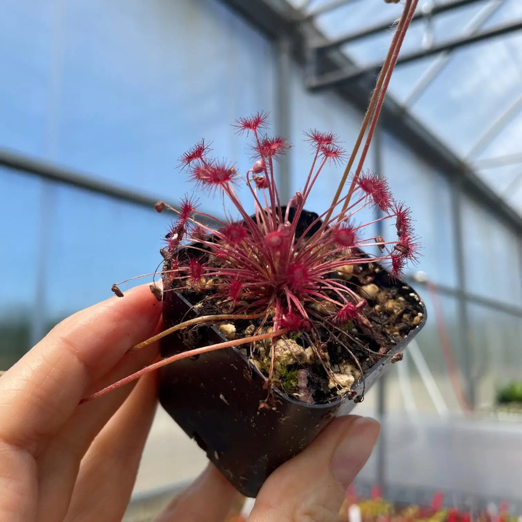 Drosera paradoxa - 2"