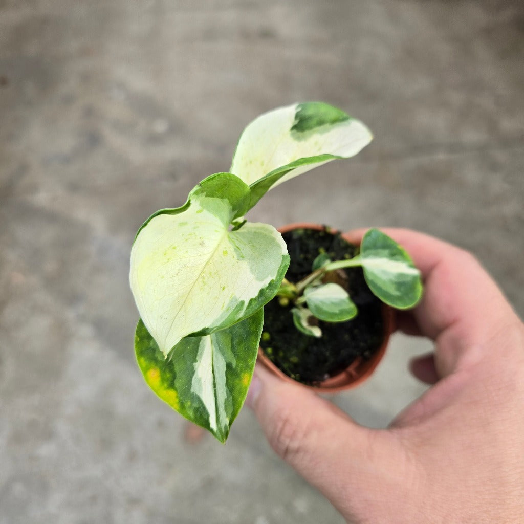 Epipremnum aurea manjula - 2"