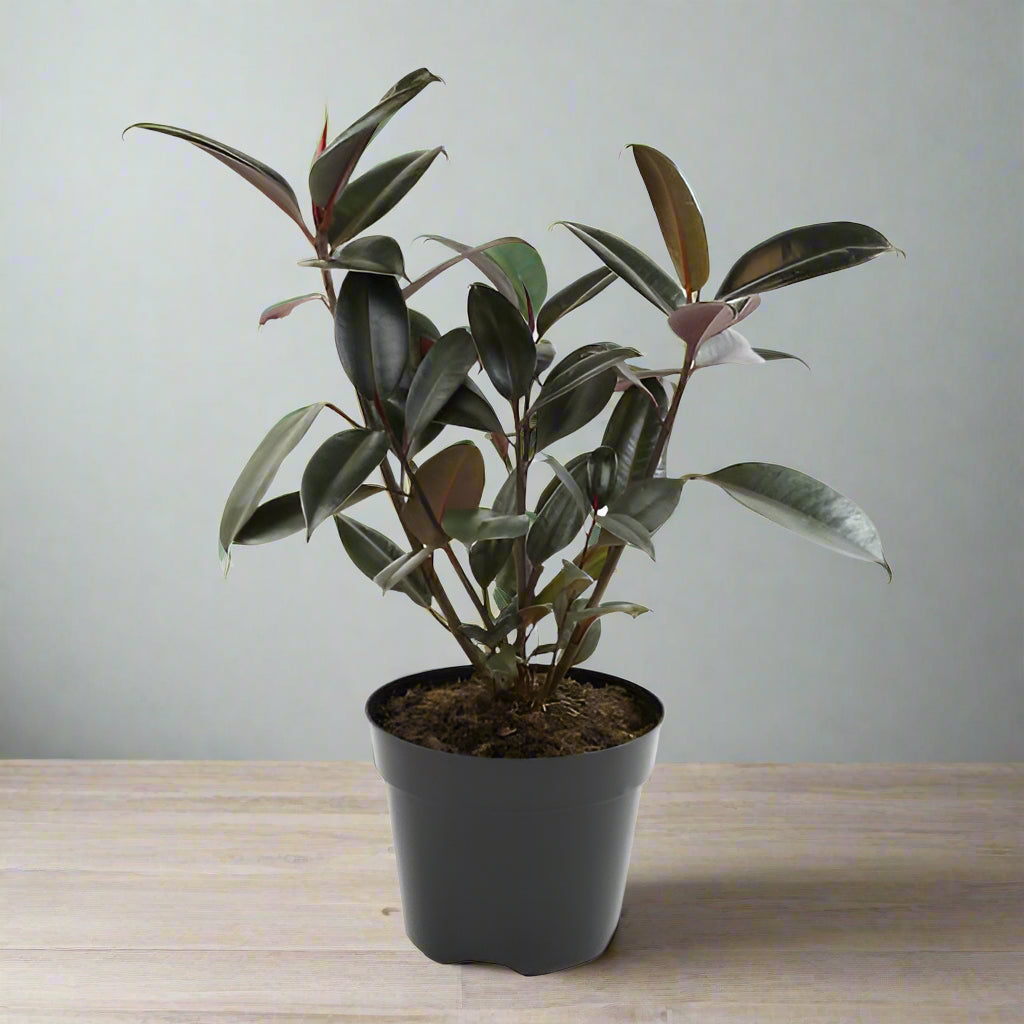 Ficus elastica - 8"