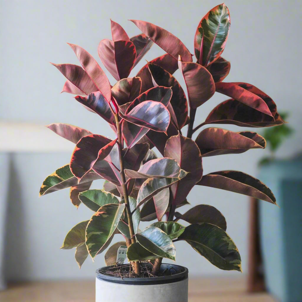 Ficus elastica 'Ruby' - 8"