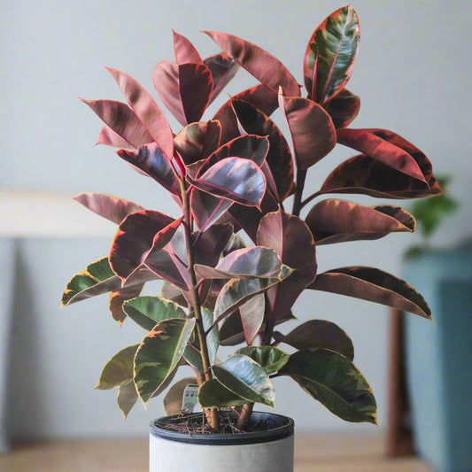 Ficus elastica 'Ruby' - 8"