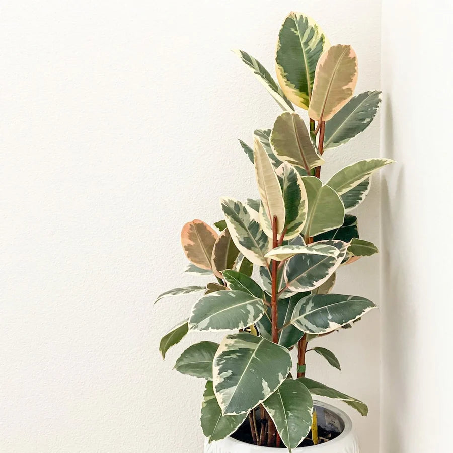 Ficus elastica 'Tineke' - 10" (standard)