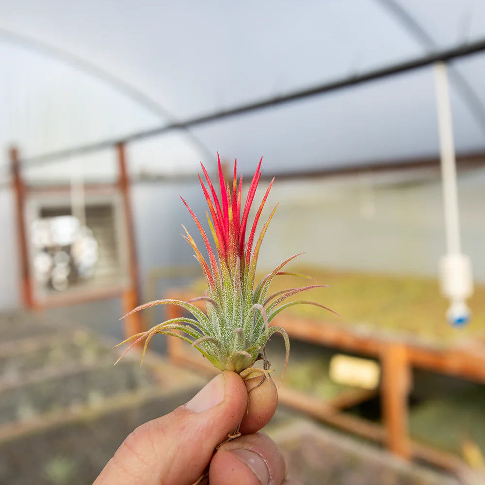 Ionantha fuego red (2.5" - 3")