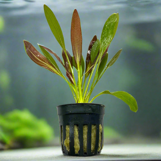 Red melon sword - 2"