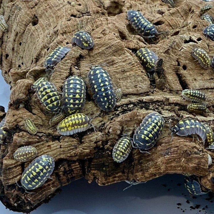 Isopods