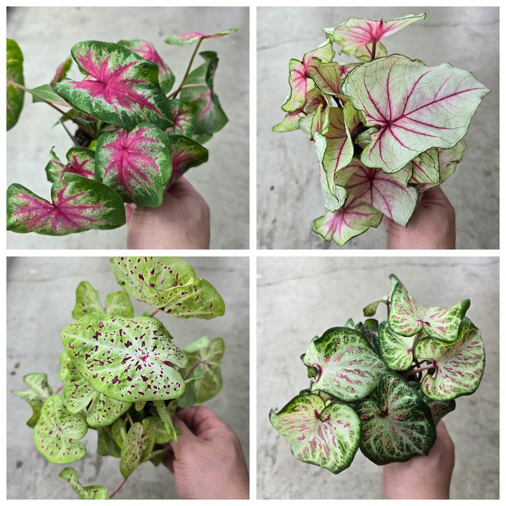 Caladium assorted - 4"
