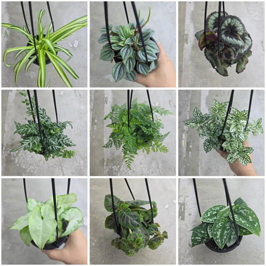 Tropical Assorted Hanging Basket - 4"
