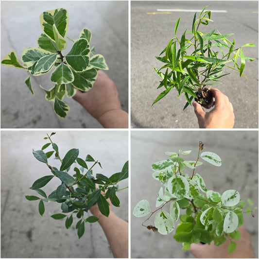 Bonsai Starts - assorted