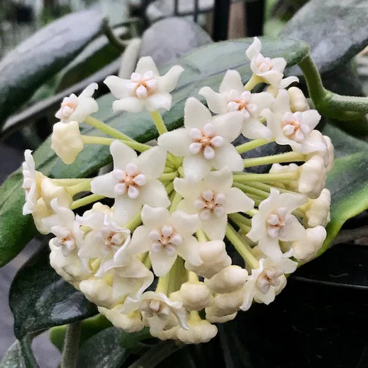 Hoya villosa - 4"