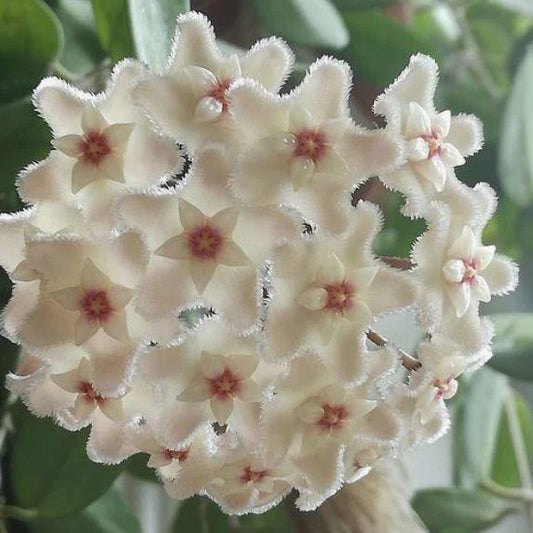 Hoya 'Chouke' - 2"