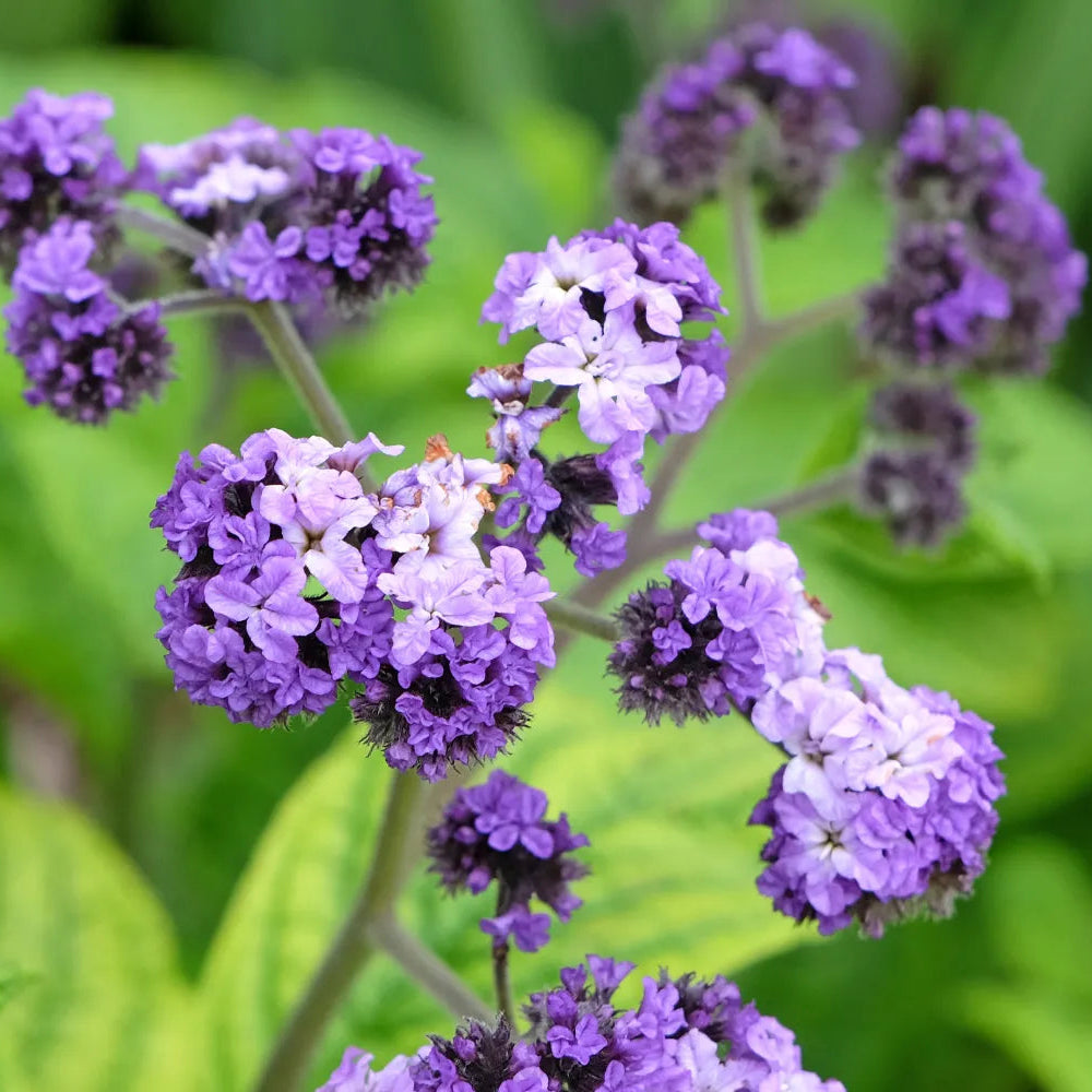 Heliotrope arborescens - 4"