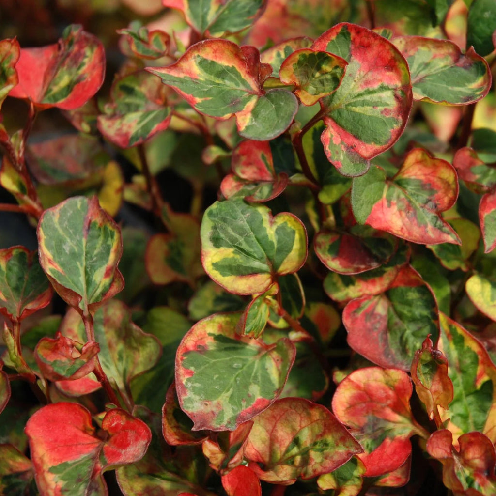 houttuynia cordata variegata - 2"