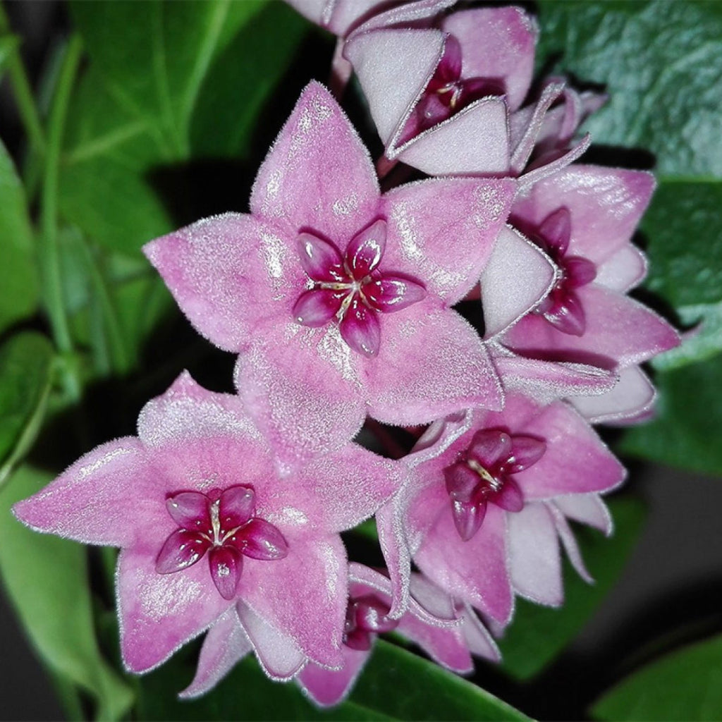 Hoya dennisii - 4" HB