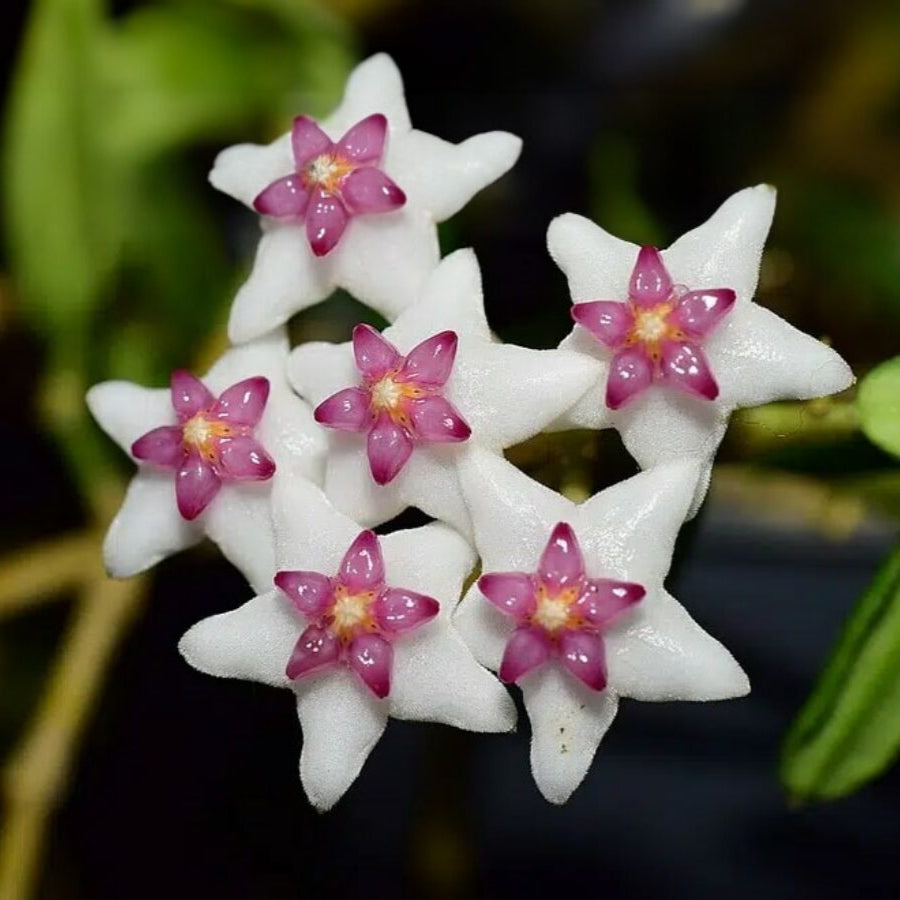 Hoya engleriana - 4"