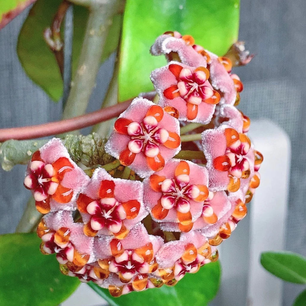 Hoya meliflua - 4"