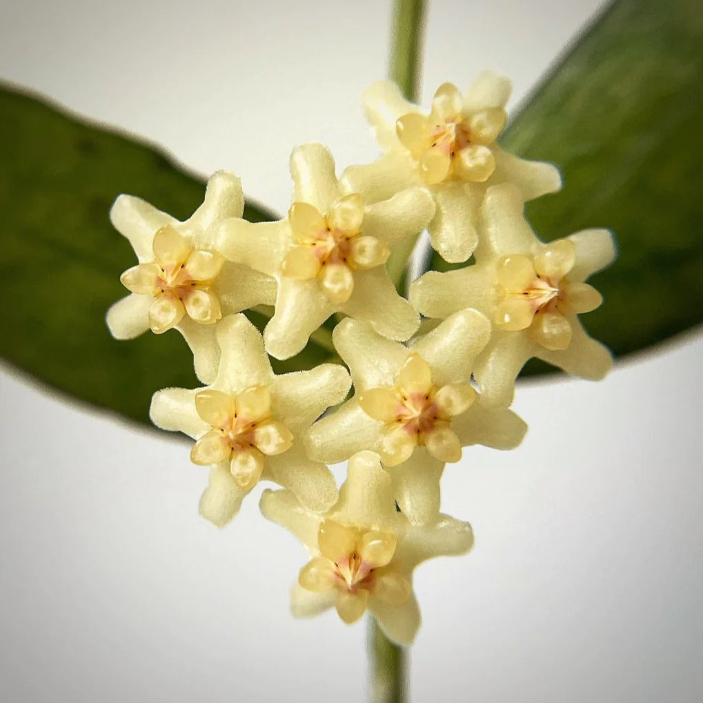 Hoya pandurata - 4"