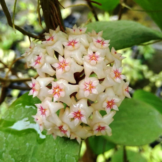 Hoya pottsii - 4"