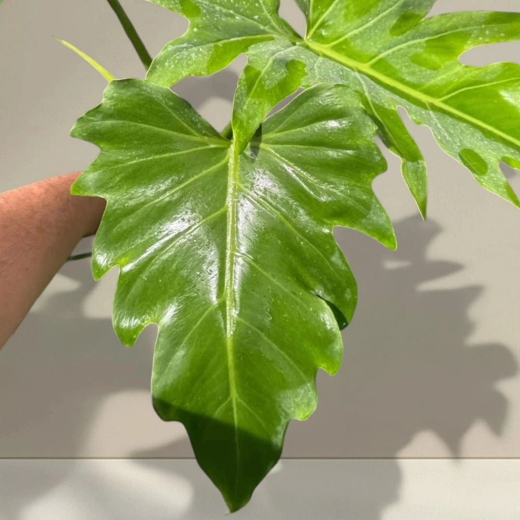 Philodendron radiatum - 6"