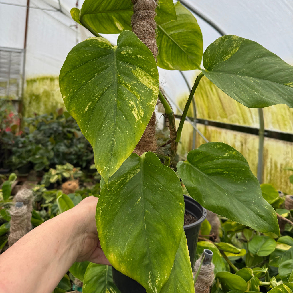 Epipremnum 'Golden Hawaiian' - 4"