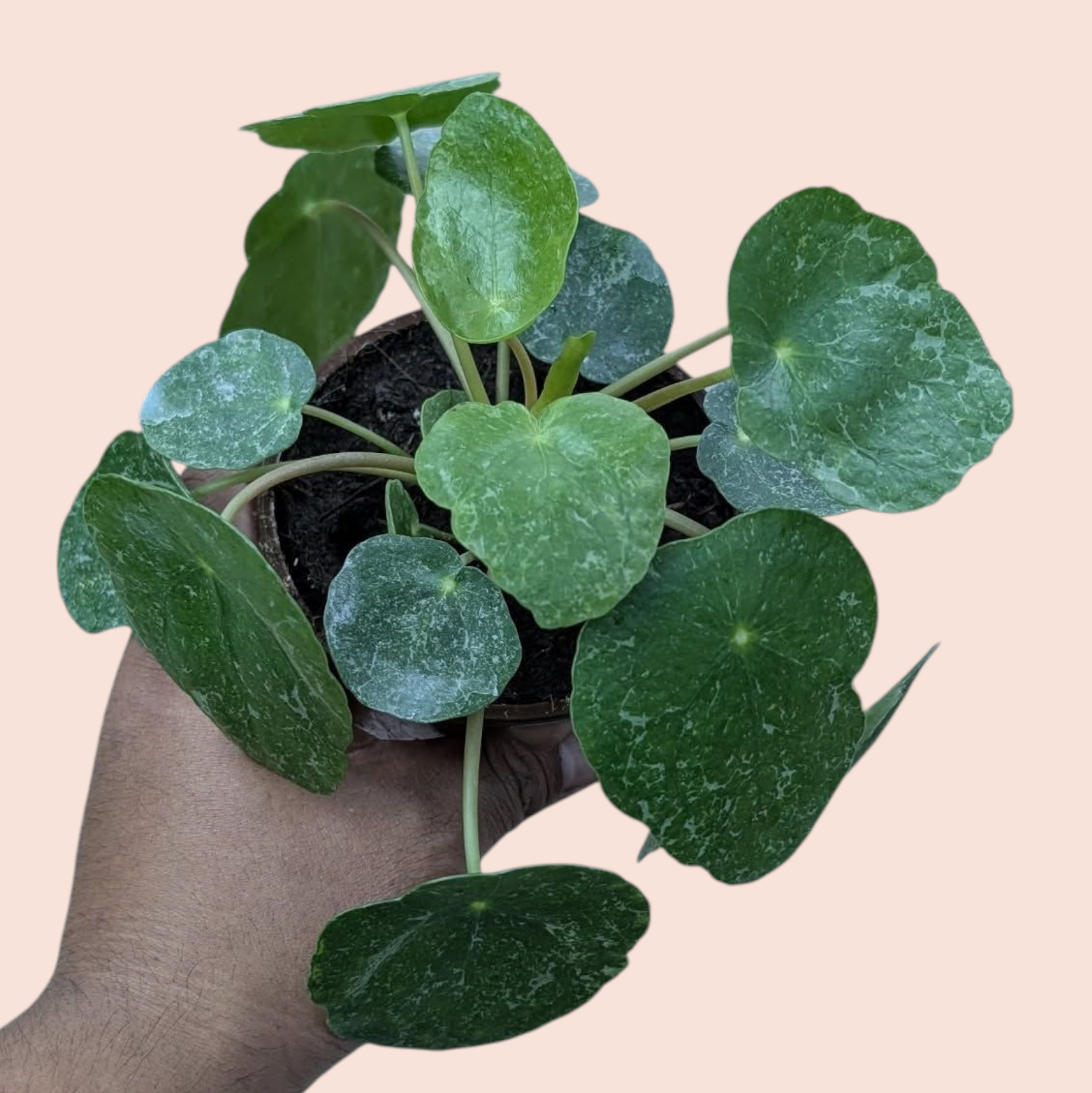 Pilea peperomioides 'sugar' - 4"