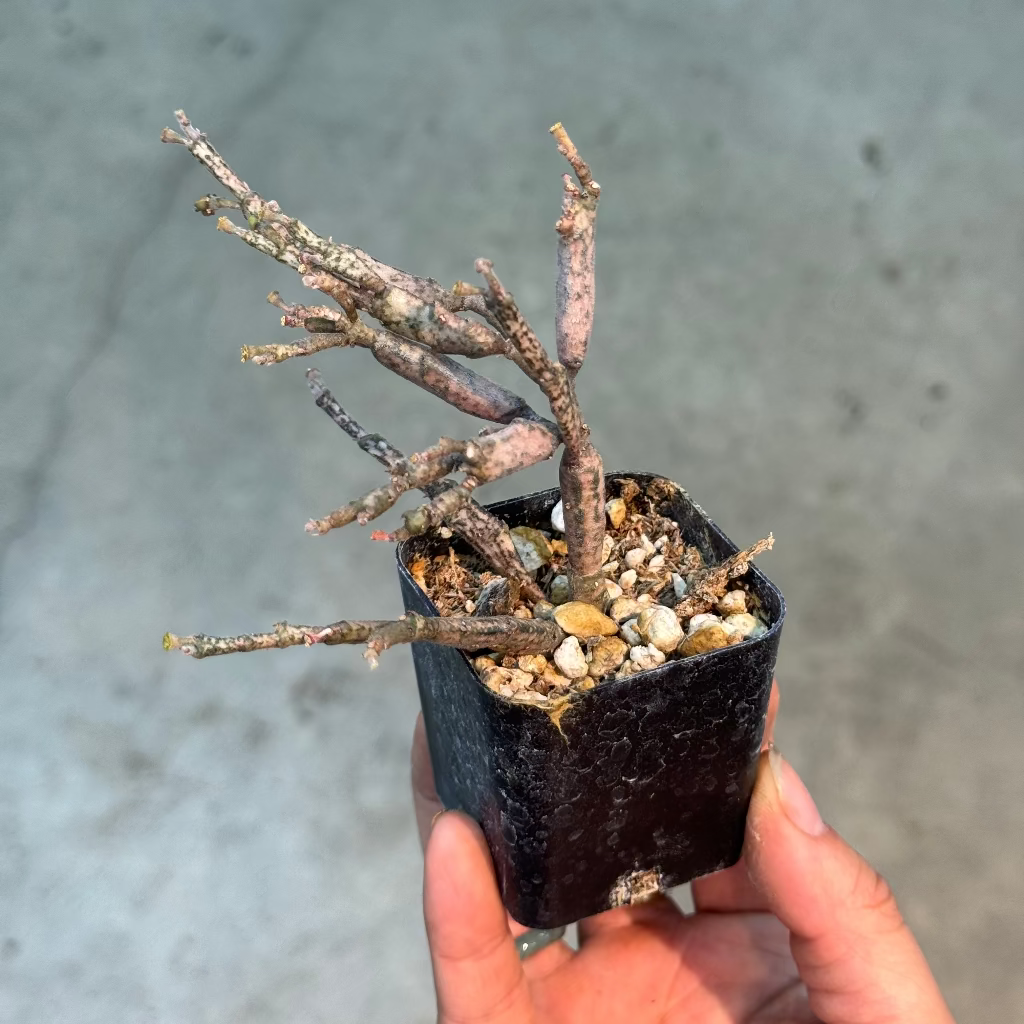 Euphorbia platyclada - 2"