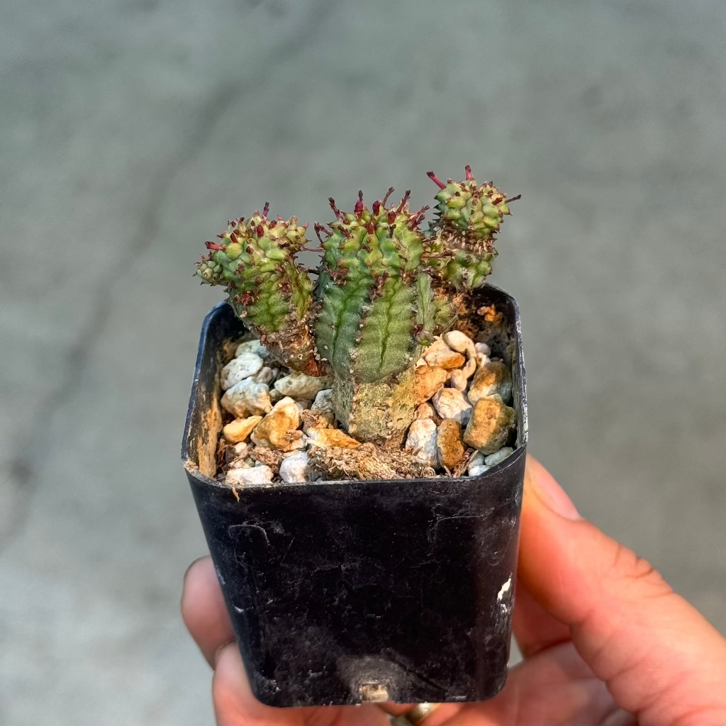 Euphorbia assorted - 2"