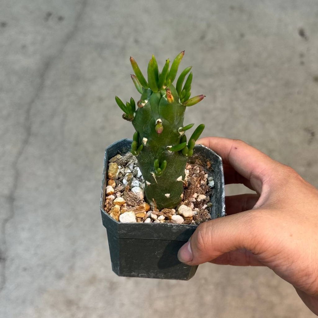 Opuntia subulata 'Eve's Needle Gumbi' - 3"