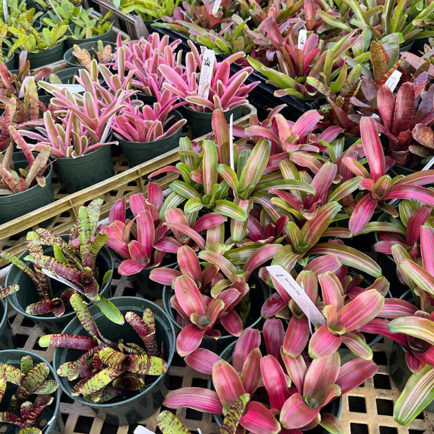 Bromeliad Neoregelia assorted - 2"