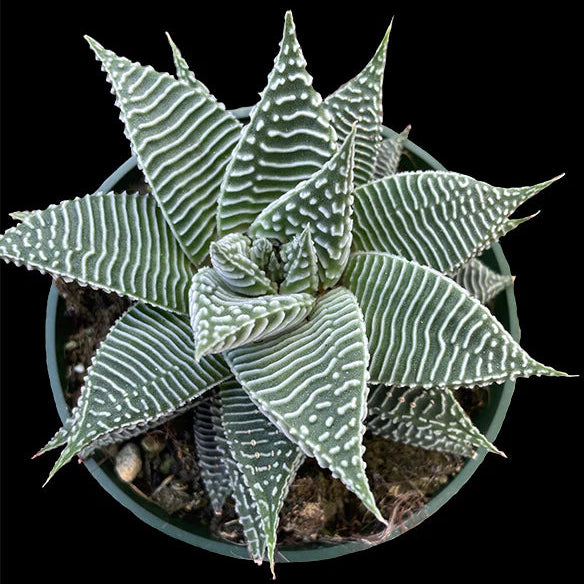 Haworthia wandera 'Miami' - 4"