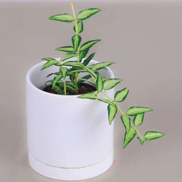 Hoya lanceolata 'Bella Luis Bois' - 3"