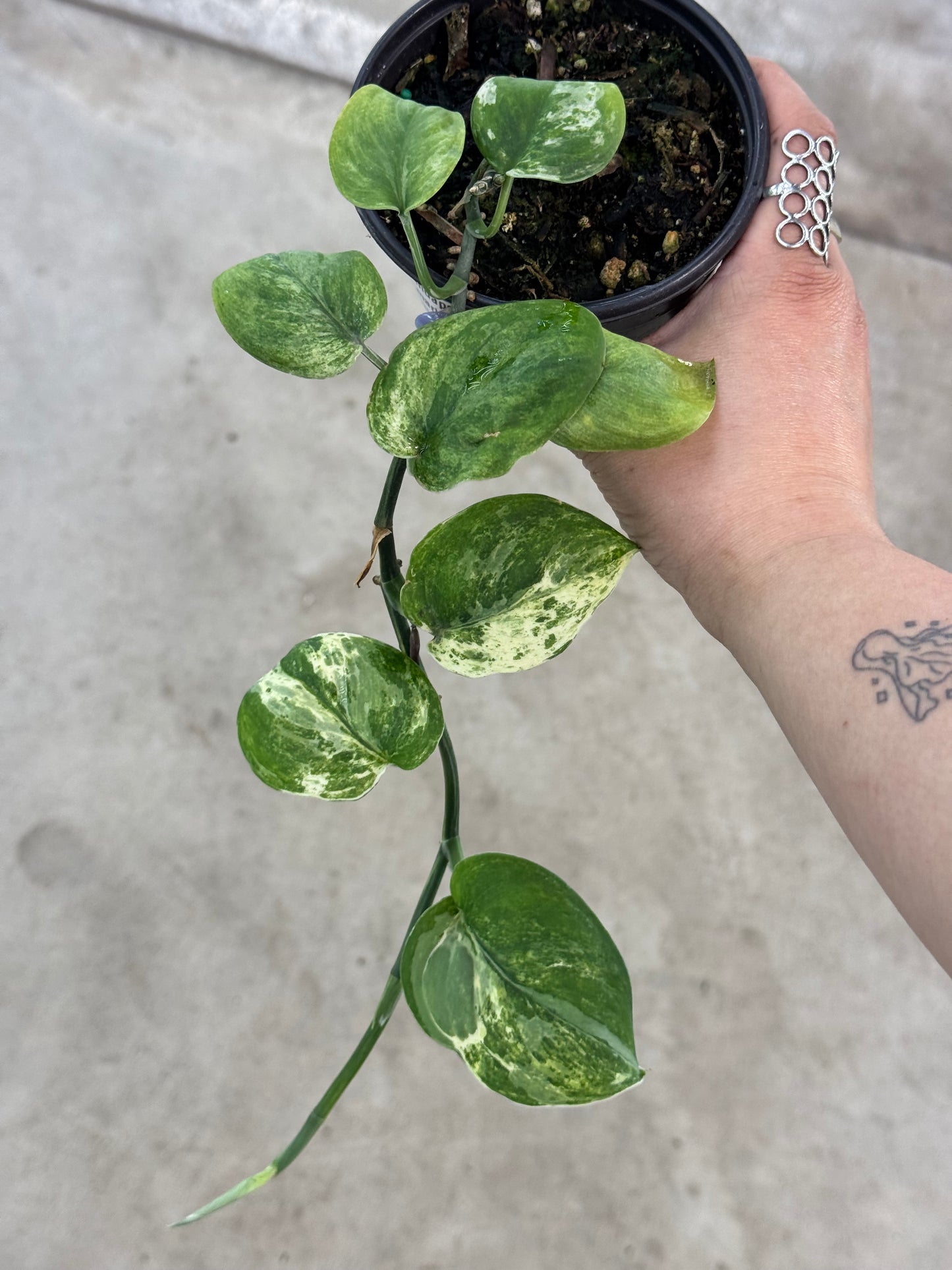 Scindapsus 'Marble Queen' - 4"