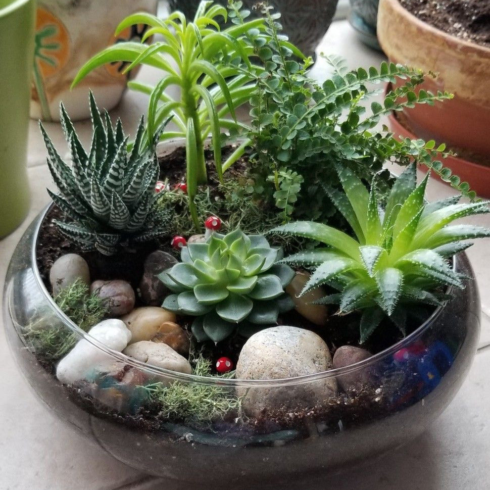 Desert Terrarium Workshop - June 12th