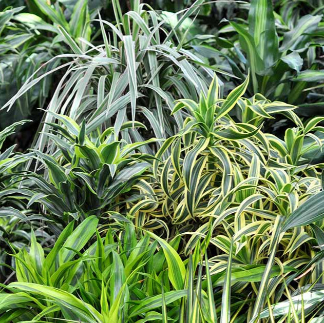 Tropical Dracaena Assorted - 4"
