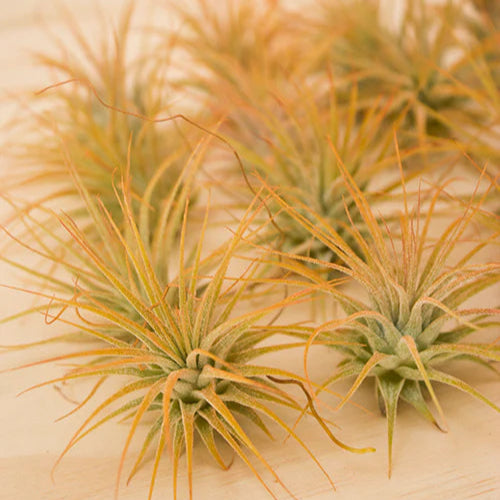 Ionantha orange (enhanced)