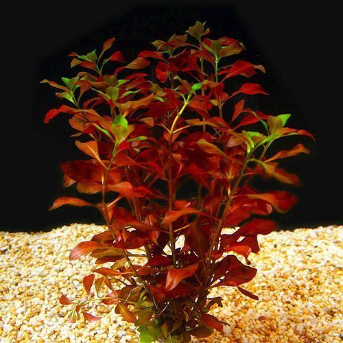 Ludwigia repens - bunch