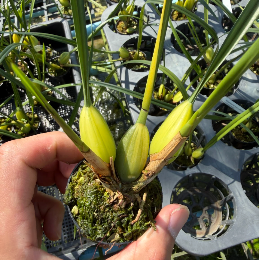 Maxillaria tenuifolia variegated