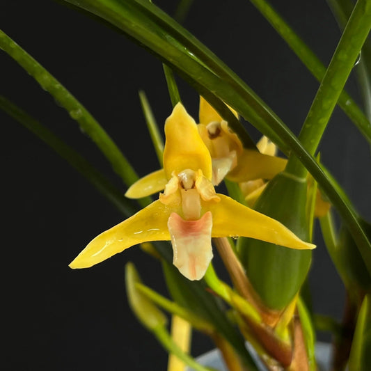 Maxillaria tenuifolia 'Yamada' - 4"