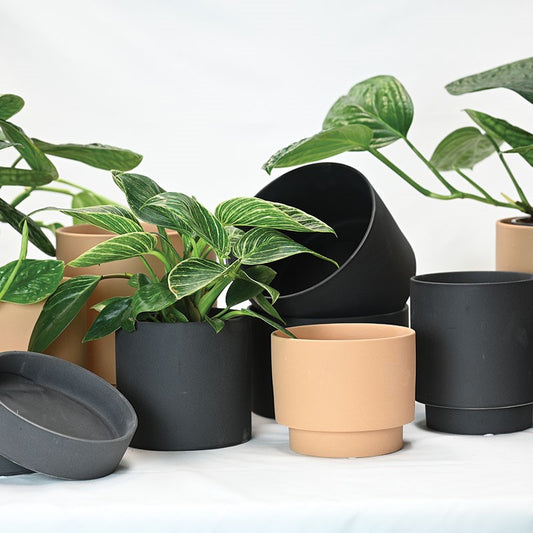 Low Mesa -Black - 5"