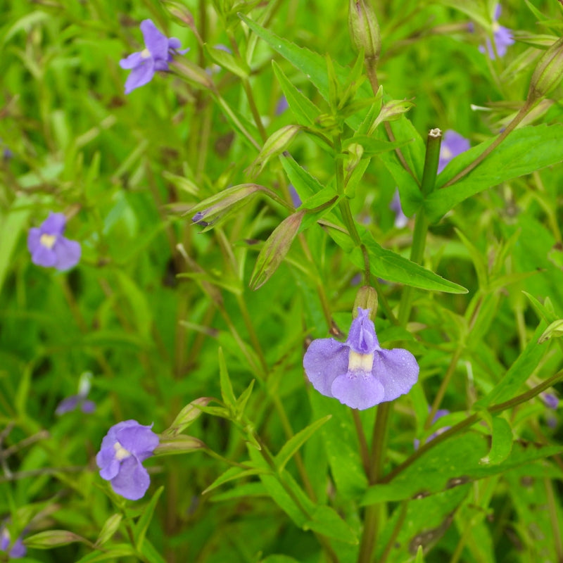 Monkey flower - 2"