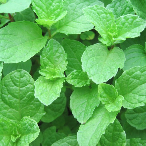 Mint Thai - 3.5"