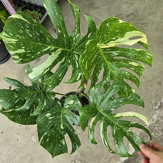 Monstera deliciosa 'Thai Constellation' - 12"