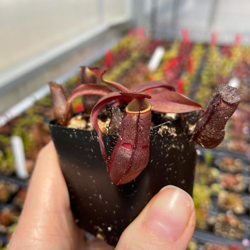 Nepenthes 'Rebecca Soper - 2"