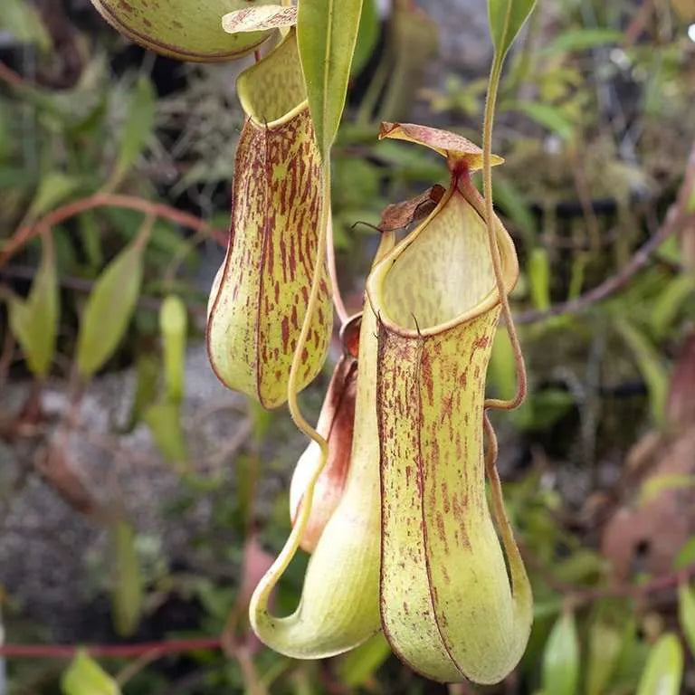 Nepenthes alata - 3"