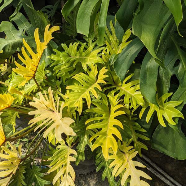 Philodendron 'Golden Xanadu' - 4"