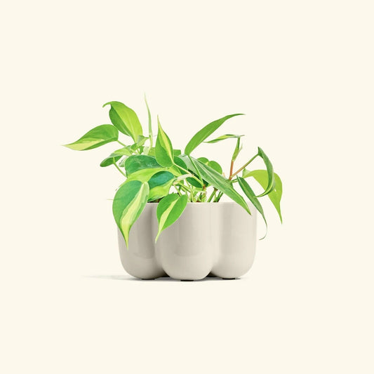 Petal Planter