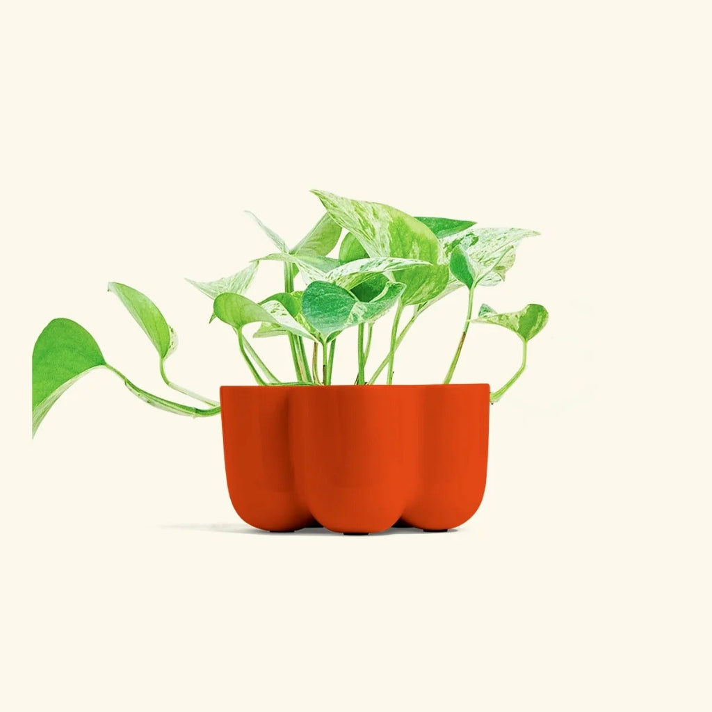 Petal Planter