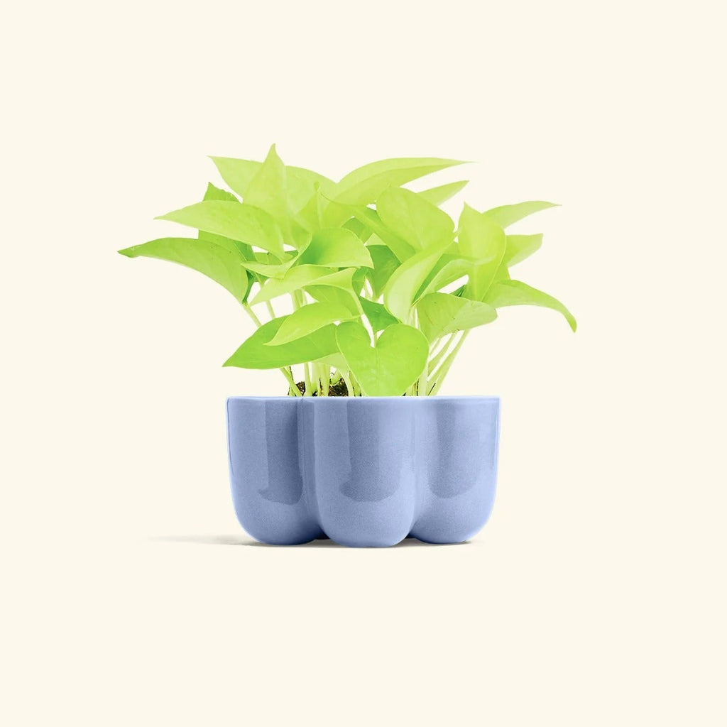 Petal Planter