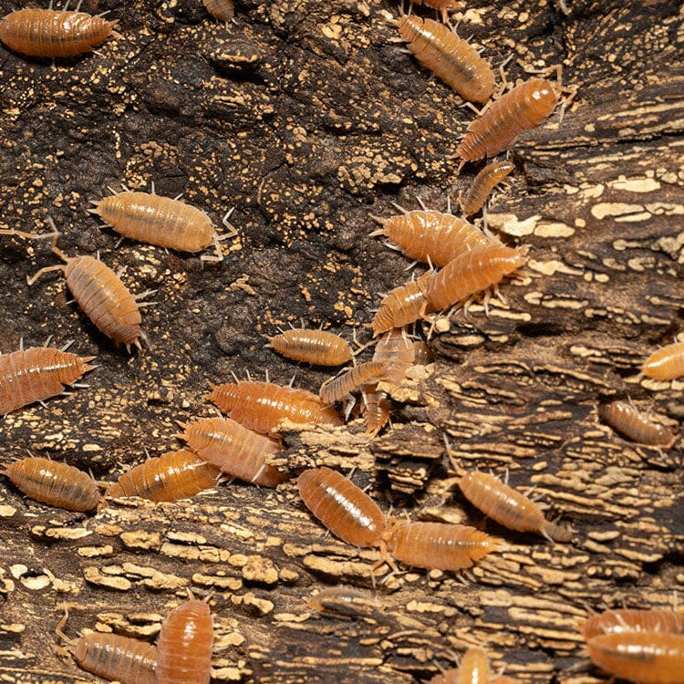 Isopods